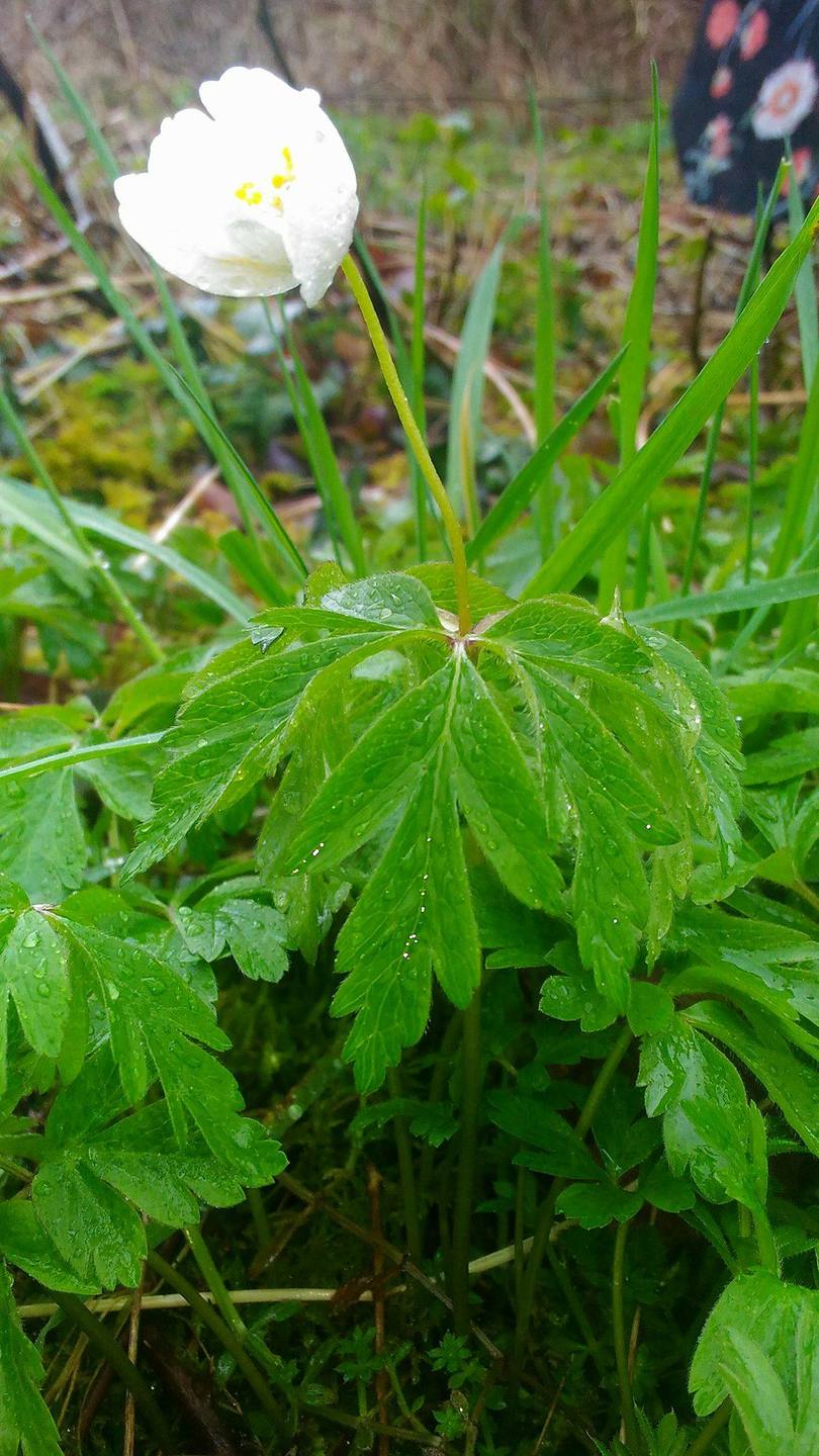Annexe anémone des bois  portrait.jpg