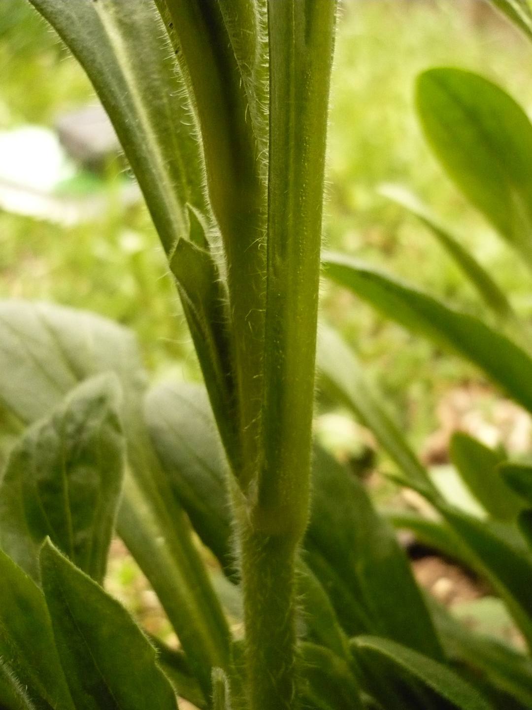 Annexe tige noeud.JPG