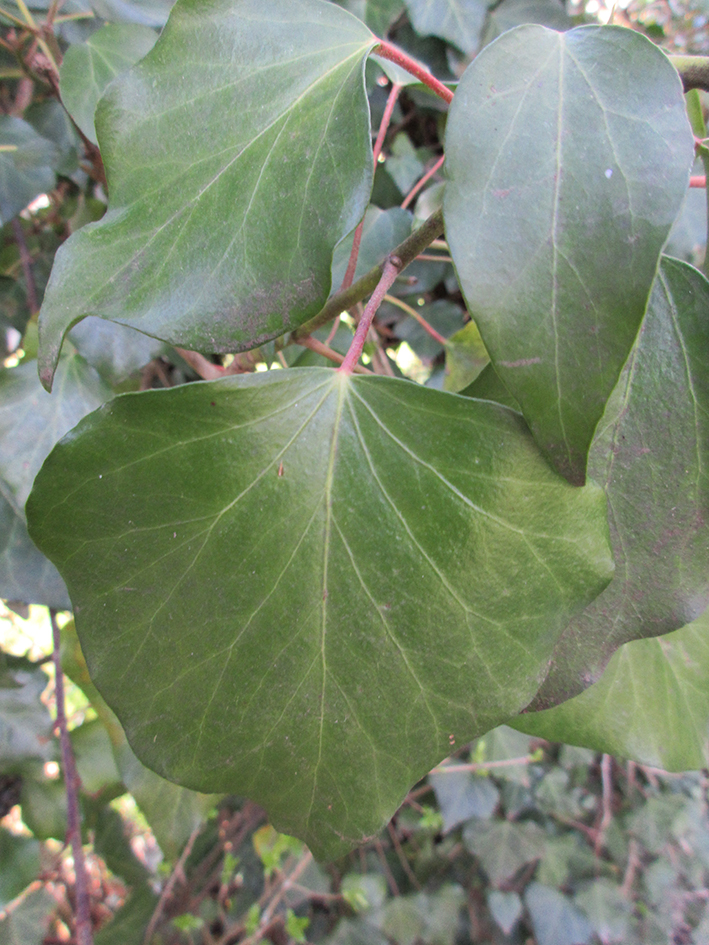 Annexe Lierre_Feuille_ pour_mooc_opt.jpg