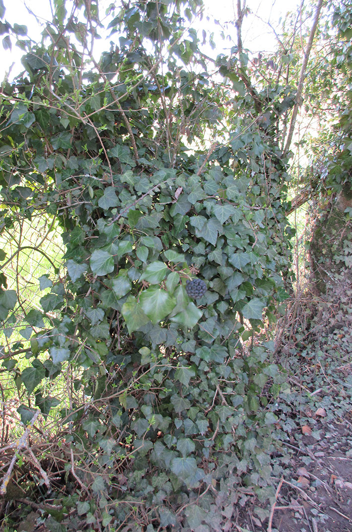 Annexe Lierre_Pour_mooc_opt.jpg