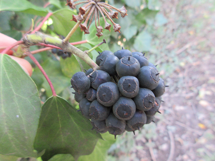 Annexe lierre_Fruit_pour_mooc_opt.jpg