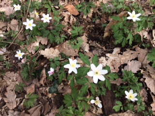 Annexe IMG_0363 (002).JPG