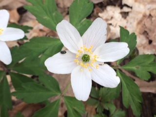 Annexe IMG_0364 (002).JPG