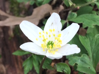 Annexe IMG_0366 (002).JPG