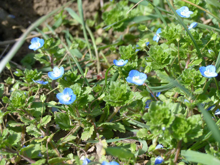 Annexe veronica persa 2 pied.jpg