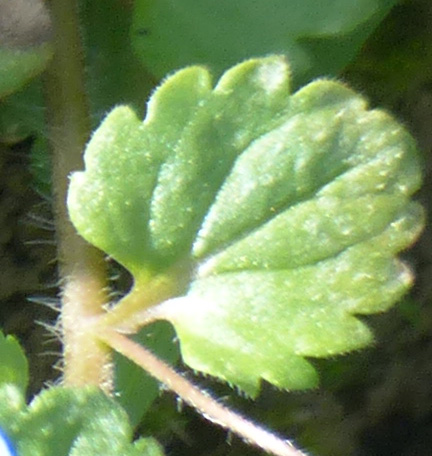 Annexe veronica persa 3 feuille.jpg