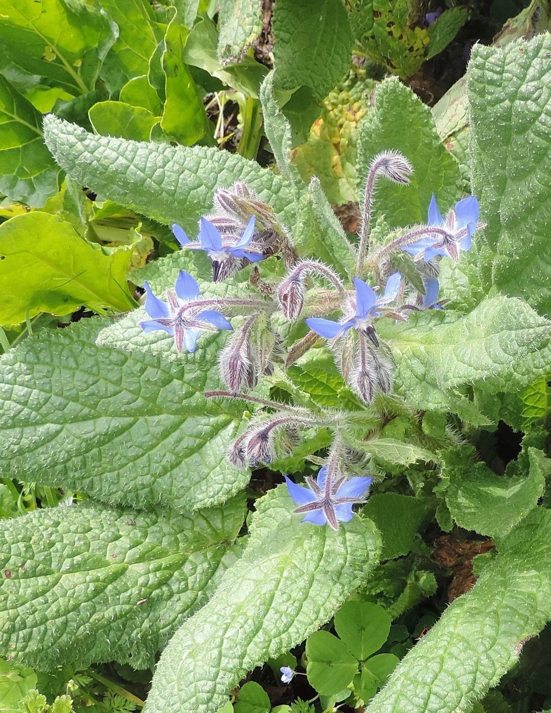 Annexe DSCN6420ccc.jpg