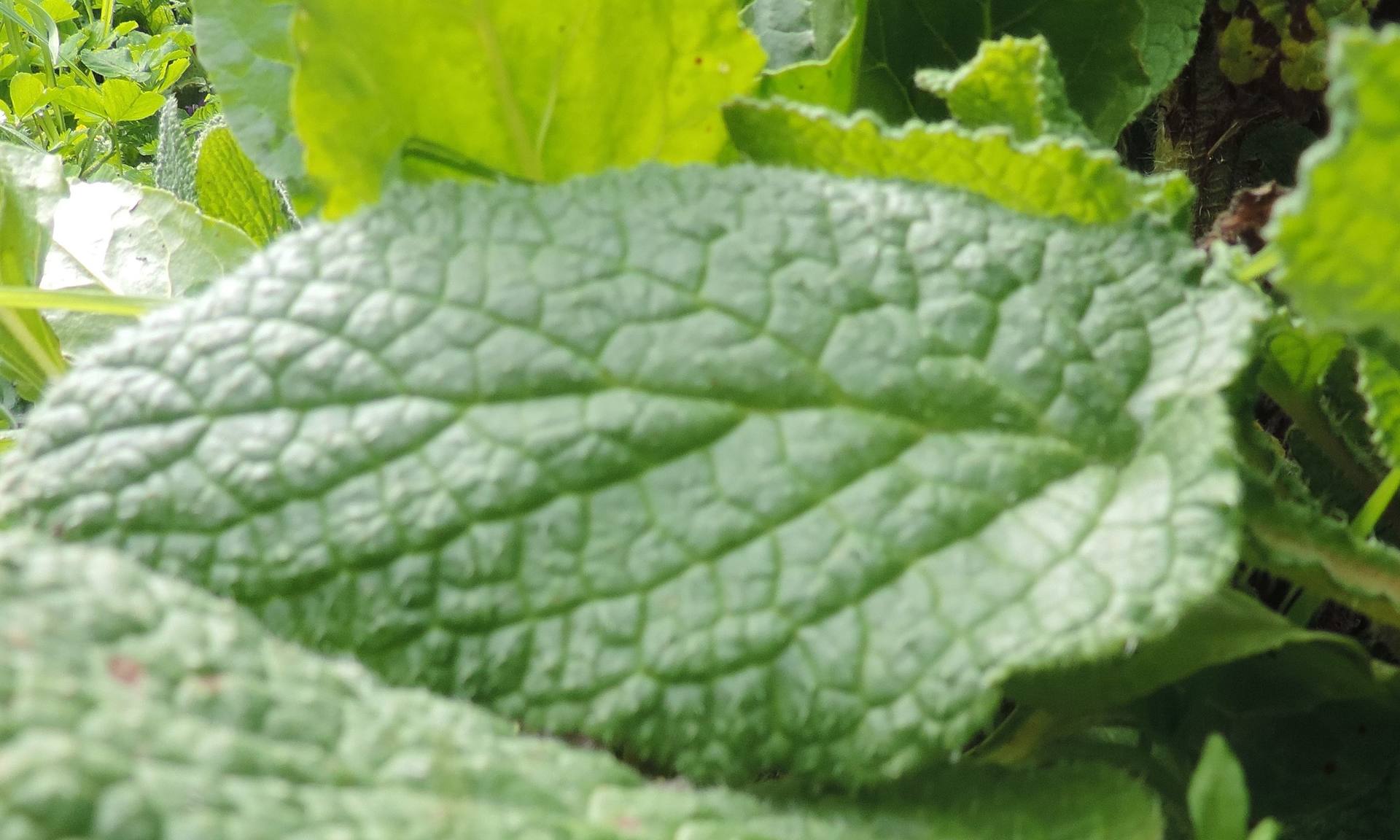 Annexe DSCN6424cccc.jpg