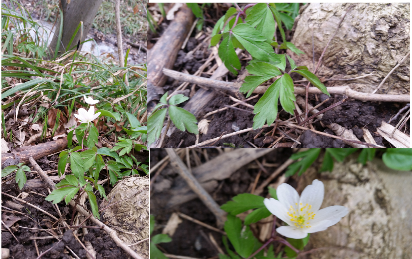 Annexe anemone nemorosa.jpg