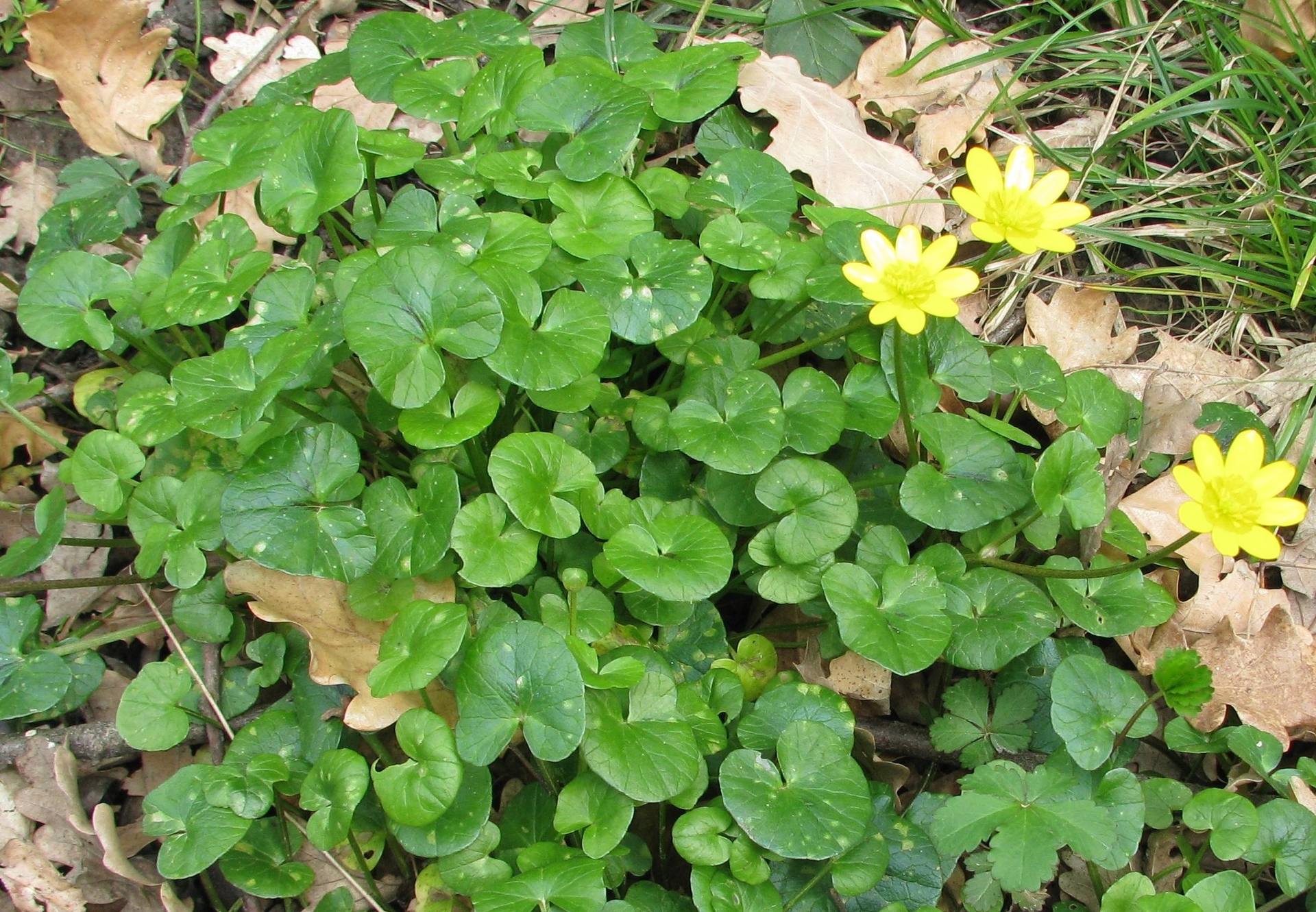 Annexe Vue densemble.jpg