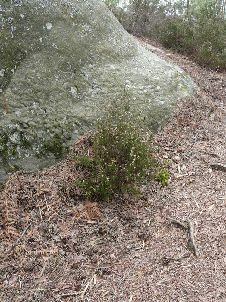 Annexe P1100892red.jpg