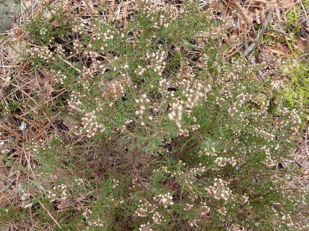 Annexe P1100896red.jpg