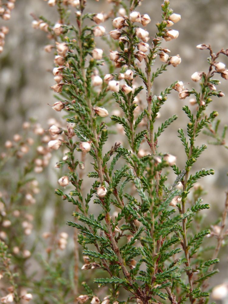 Annexe P1100898red.jpg