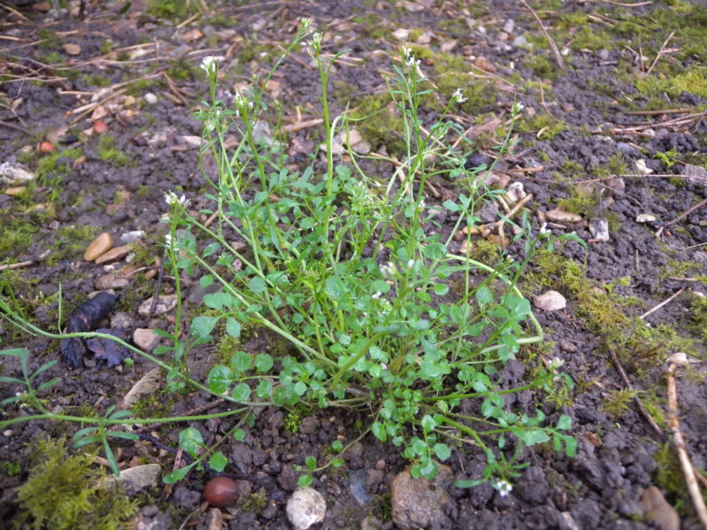 Annexe Cardamine hirsute_ (1)_format compressé.jpg