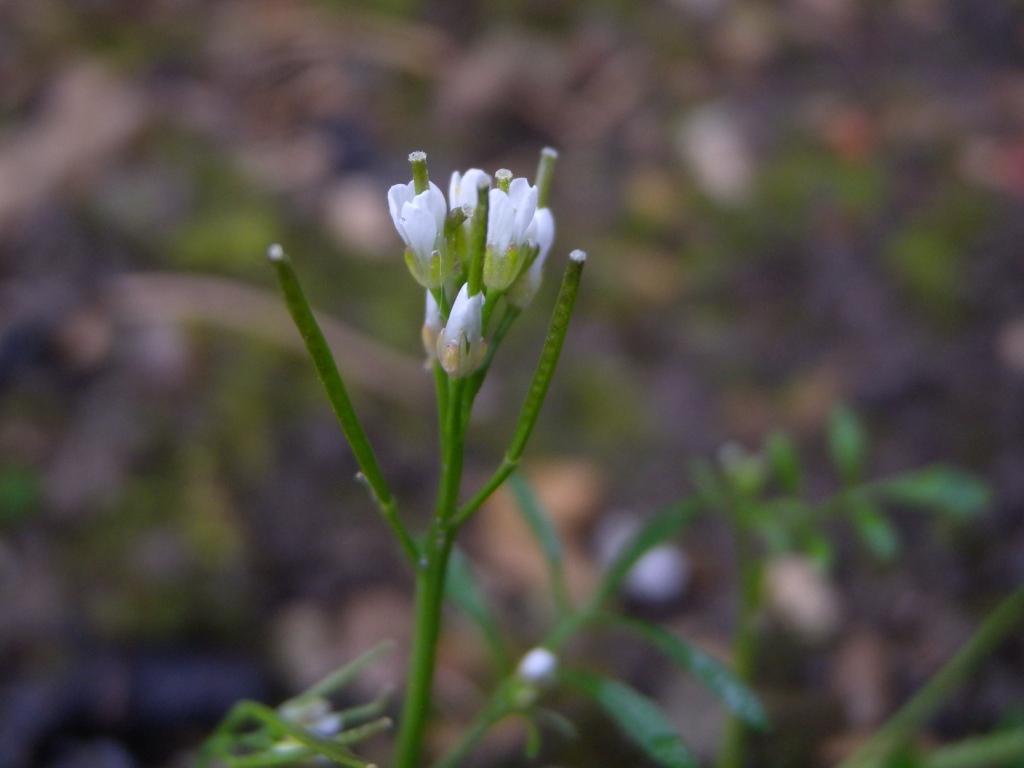 Annexe Cardamine hirsute_ (3)_format compressé.jpg
