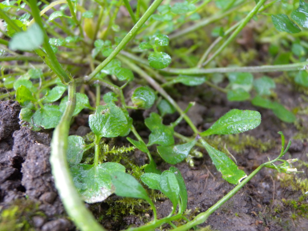 Annexe Cardamine hirsute_(2)_format compressé.jpg