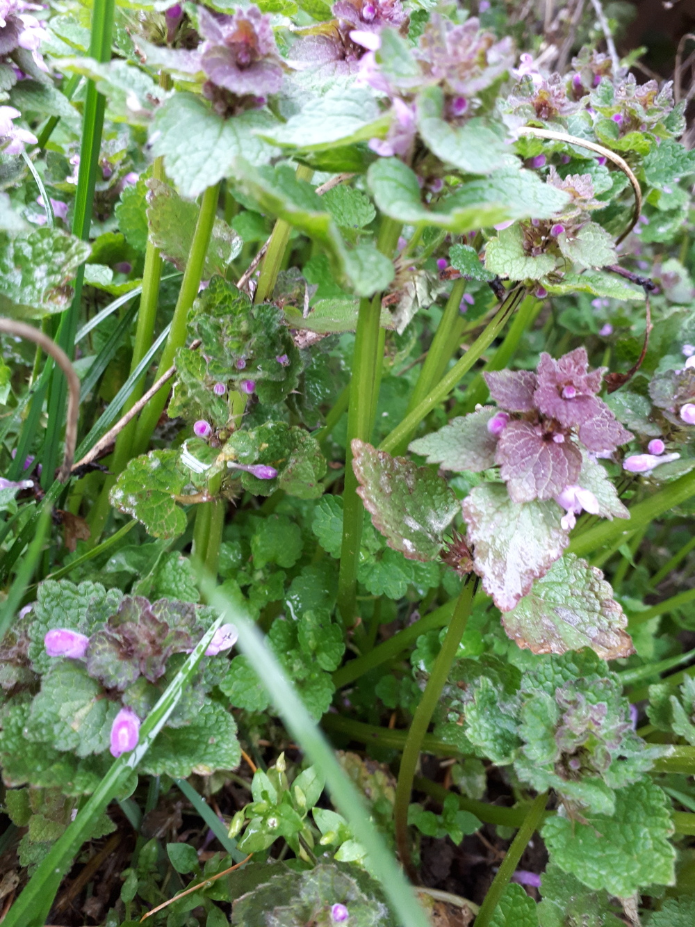 Annexe Ortie rouge 2.jpg