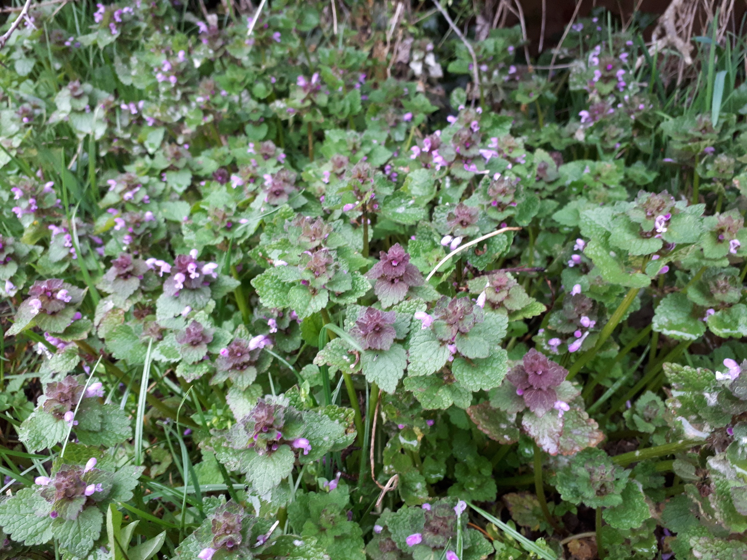 Annexe Ortie rouge 3.jpg