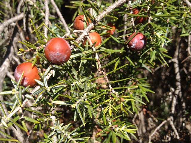 Annexe IMG_5804.jpeg