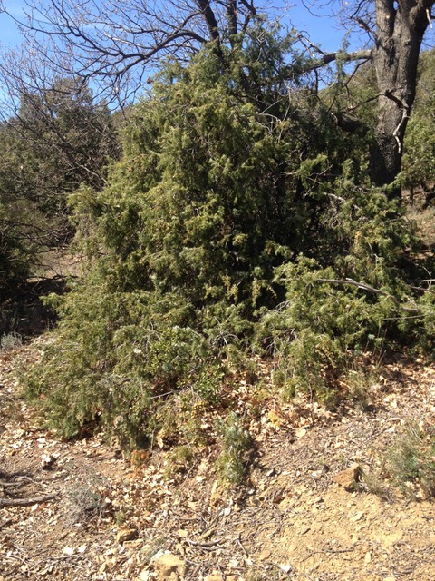 Annexe IMG_5806.jpeg