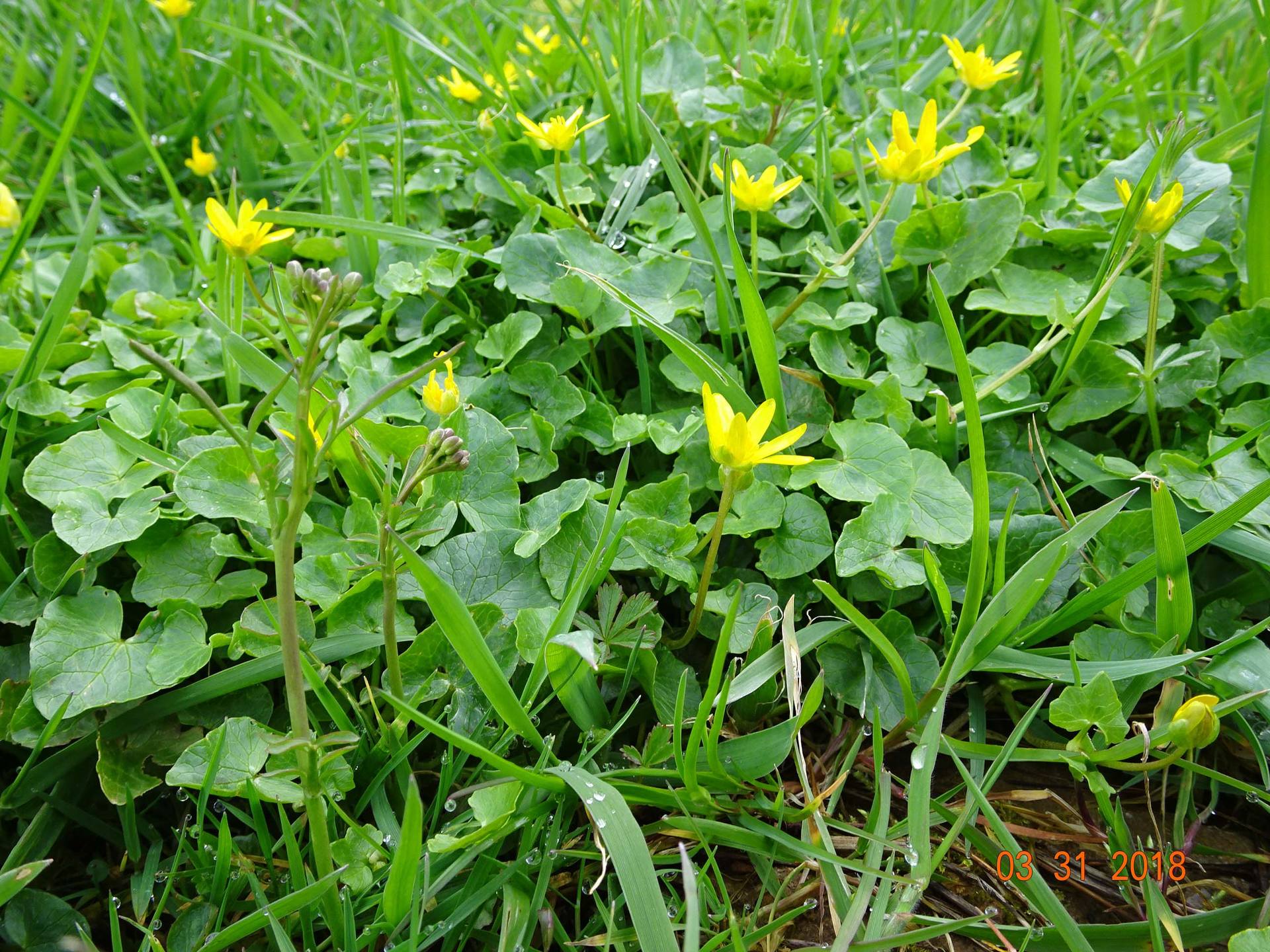 Annexe environnement de cette fleur.jpg