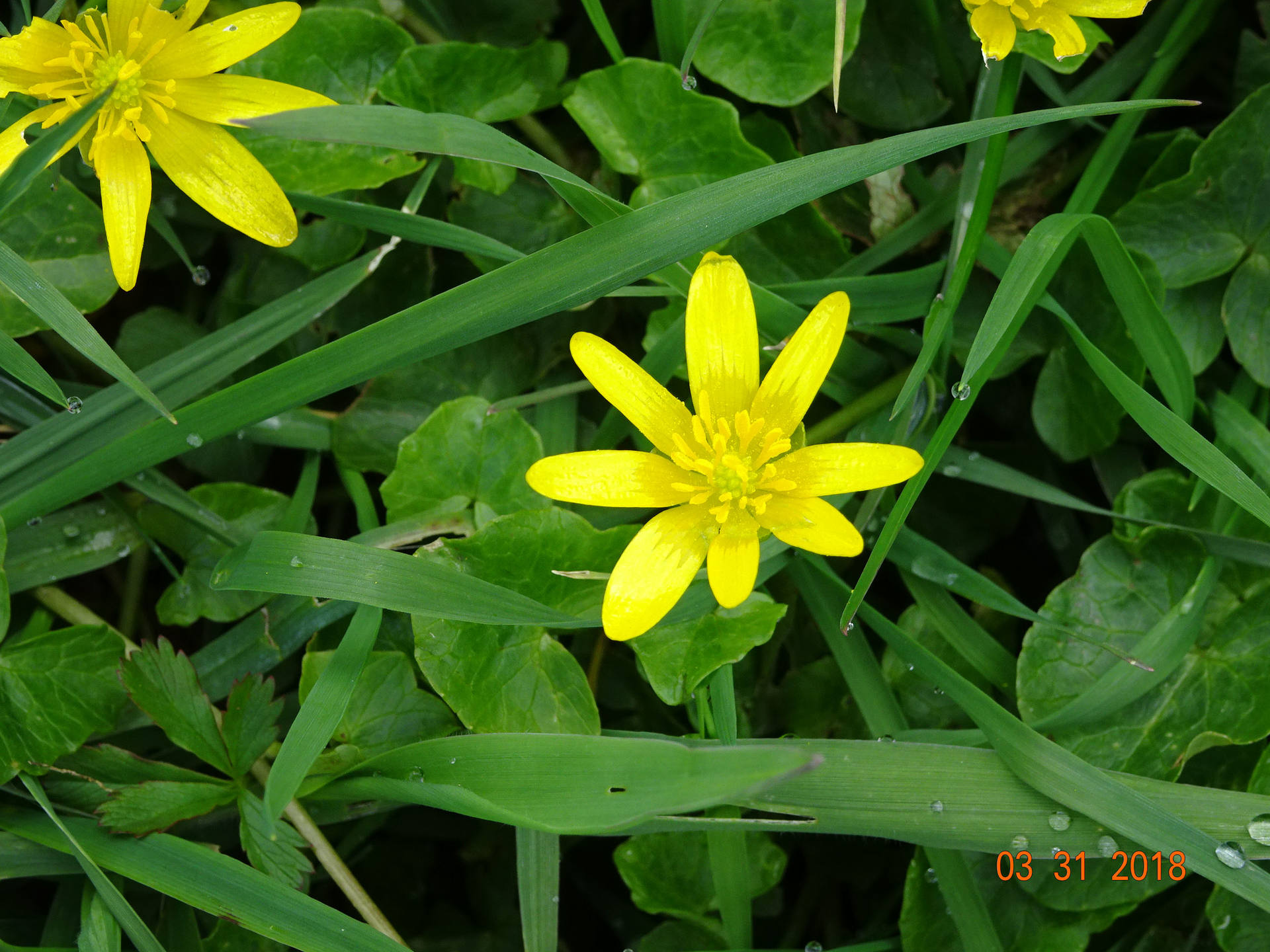 Annexe fleur inconnue.jpg