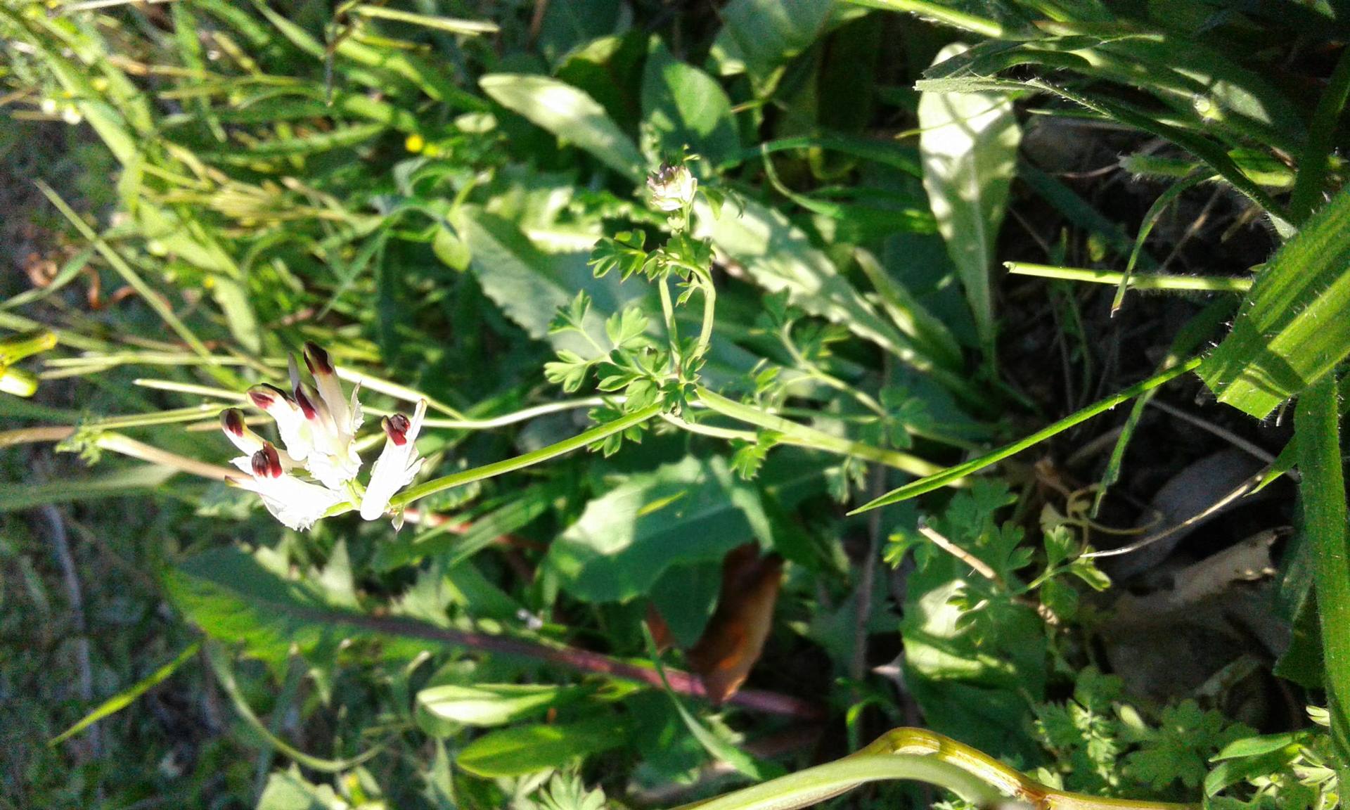 Annexe 20180401_191201-ConvertImage.jpg