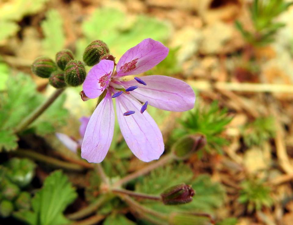 Annexe Géranium sp .jpg