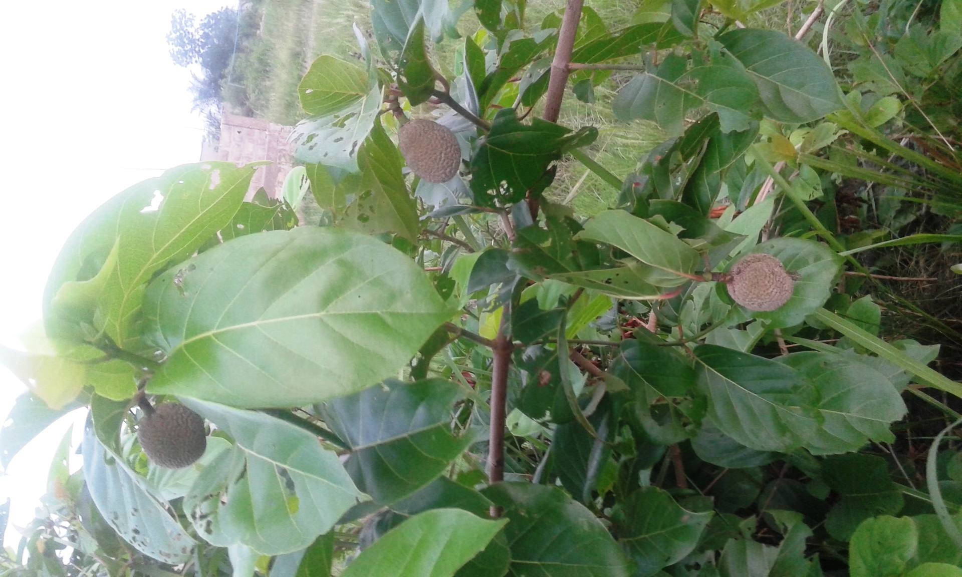 Annexe 20180404_055942.jpg