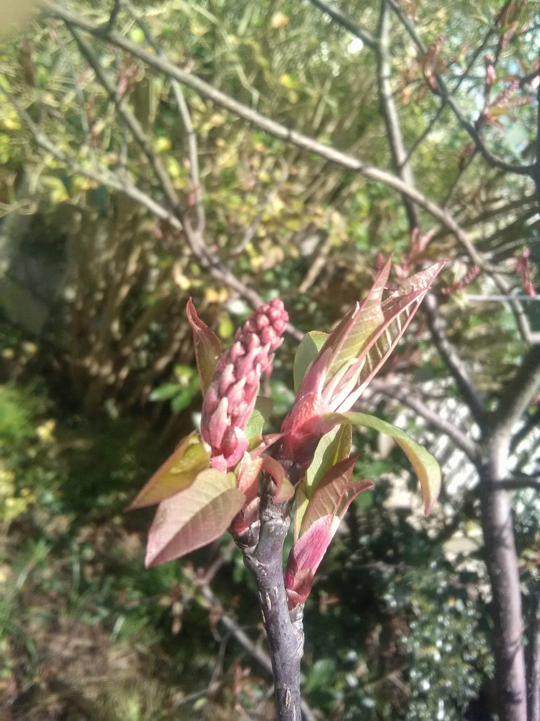 Annexe 30074234_1999626666774500_1132264853_o.jpg