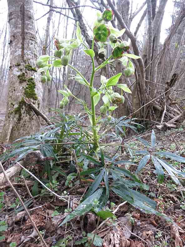 Annexe hellebore fétide.jpg