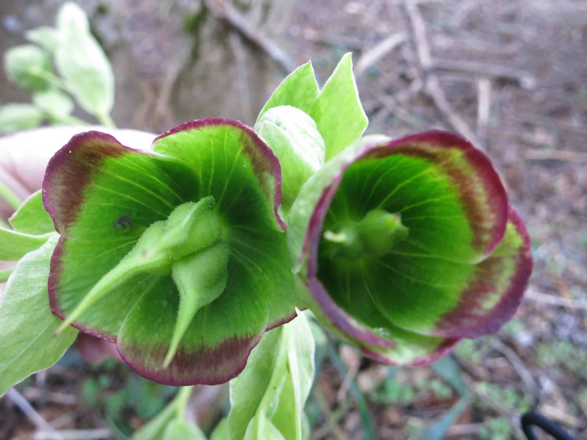 Annexe hellebore fleur.jpg