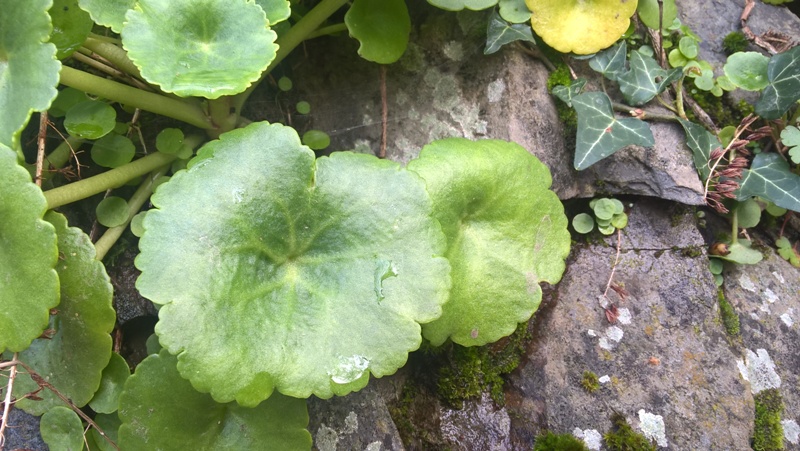 Annexe Nombril de Vénus - Feuille.jpg