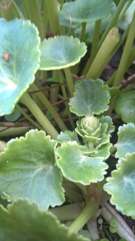 Annexe Nombril de Vénus - Fleur.jpg