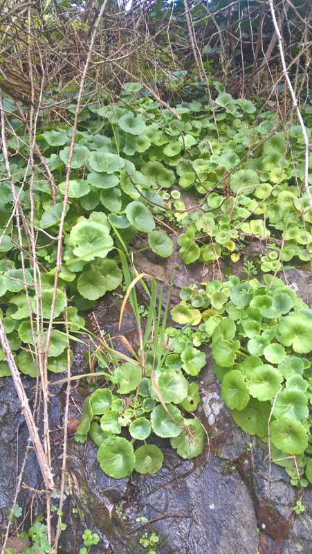 Annexe Nombril de Vénus - Général.jpg