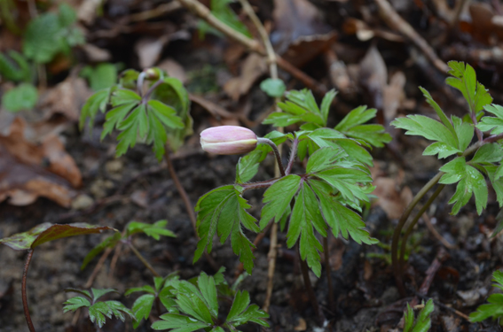 Annexe Anémone_Nemorosa2.jpg