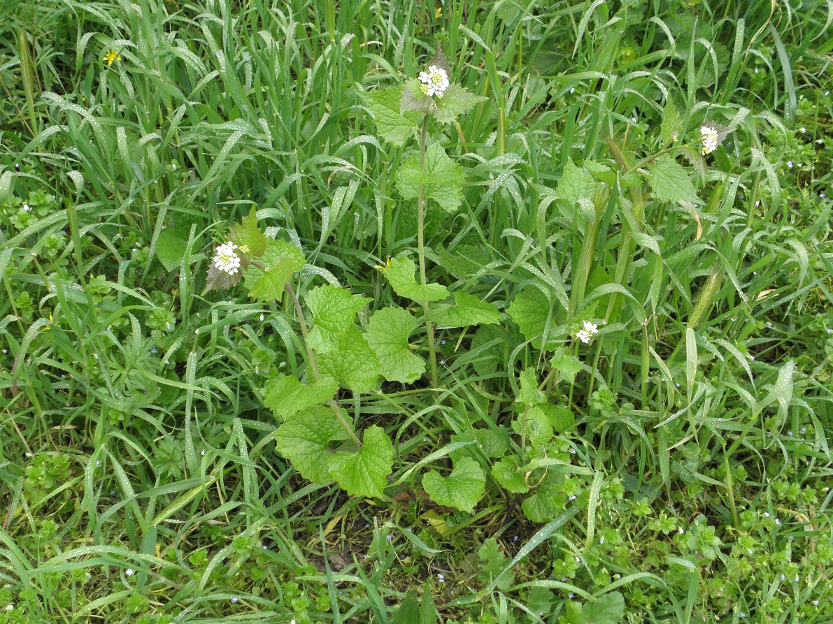 Annexe alliaire 1  réduit.jpg