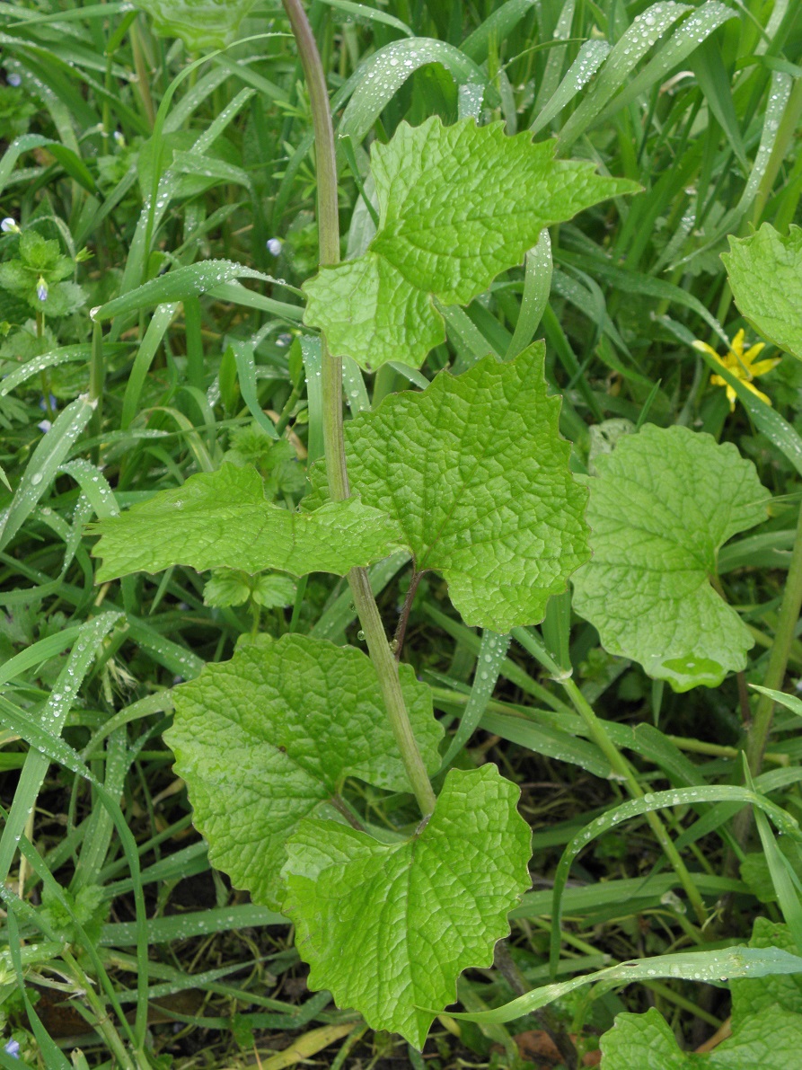 Annexe alliaire 2 réduit.jpg