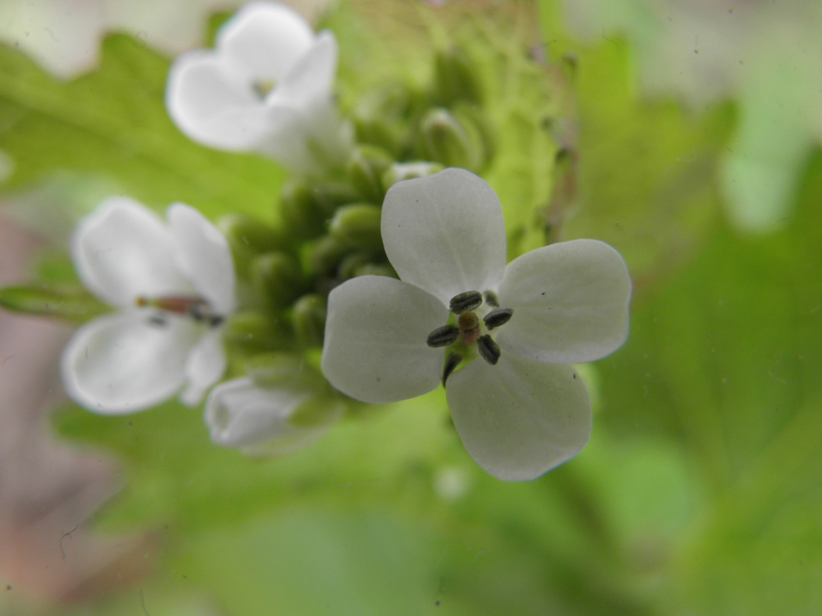 Annexe alliaire 3 réduit.jpg