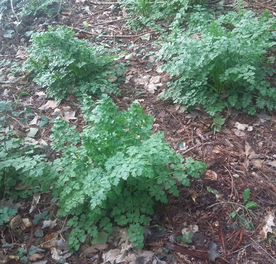 Annexe 20180403_193709.jpg