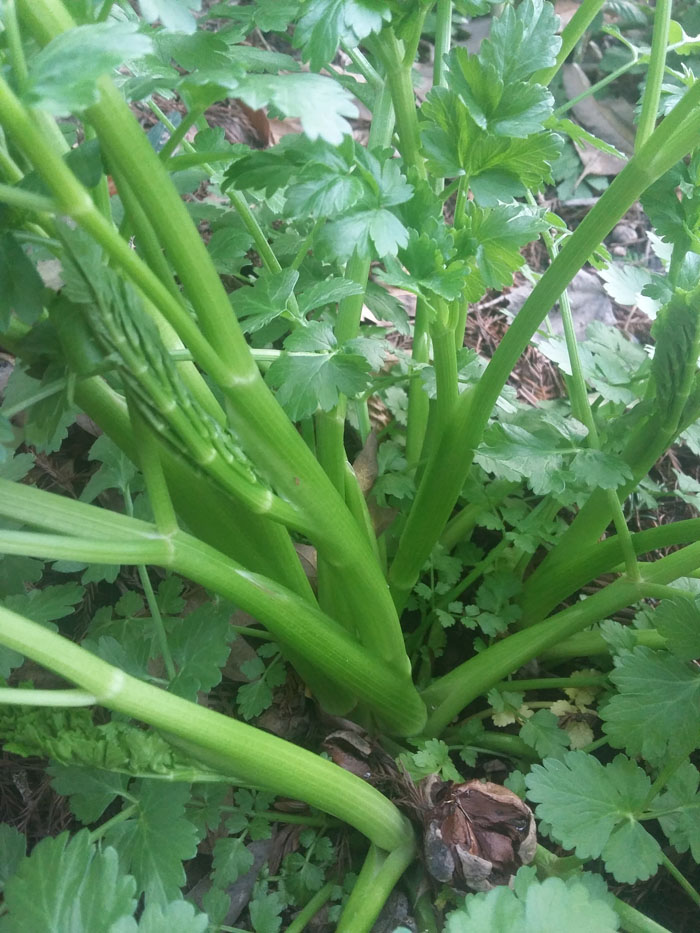 Annexe 20180403_193926.jpg