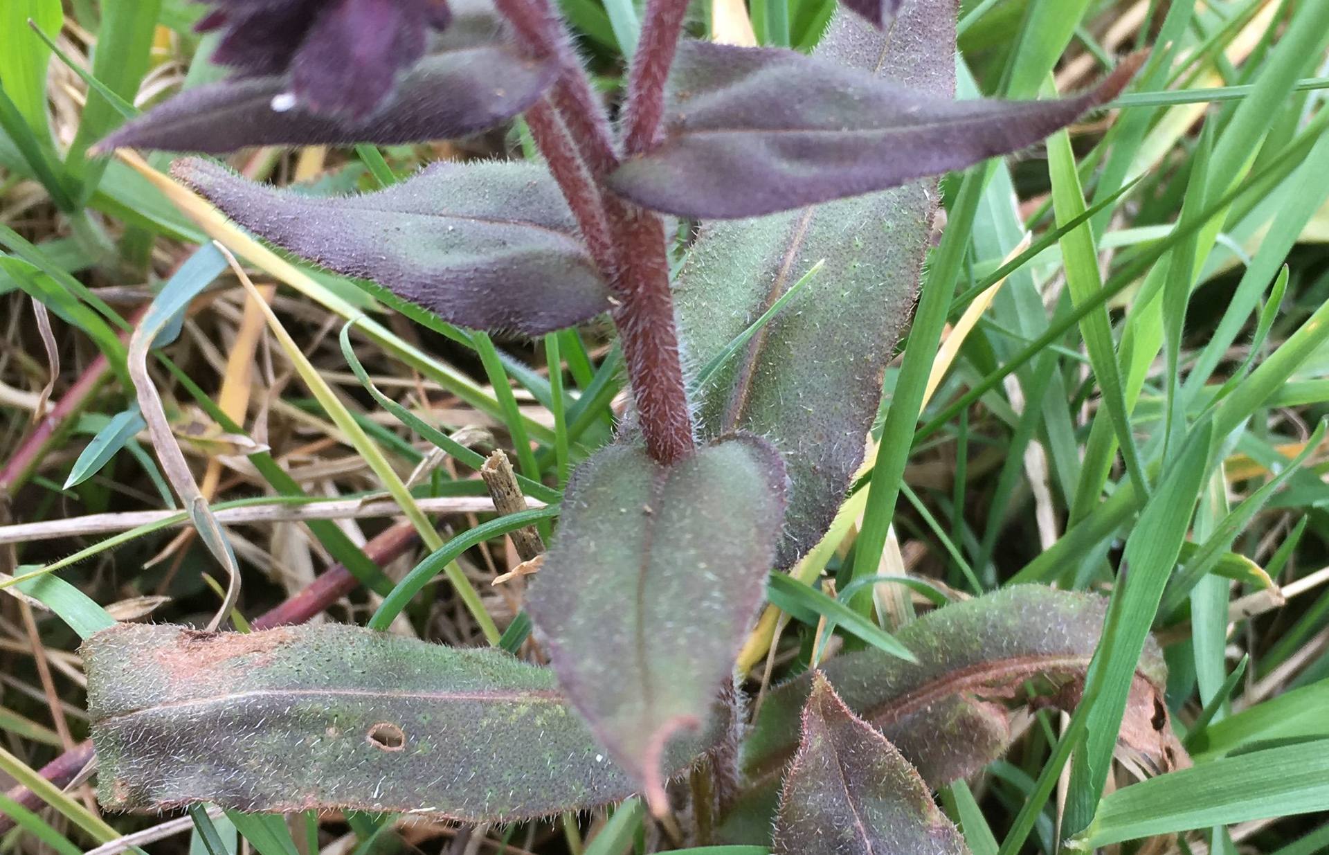 Annexe inconnue feuilles.jpg