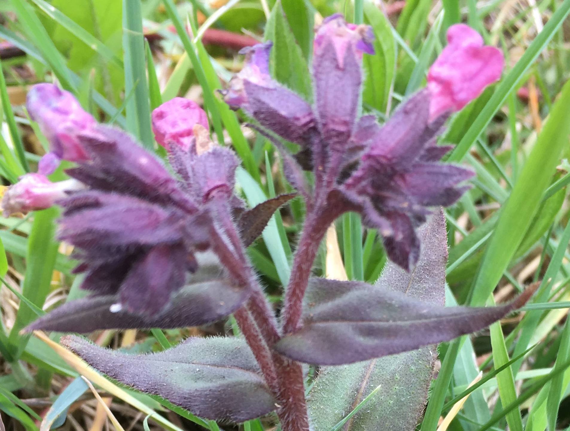 Annexe inconnue fleurs.jpg