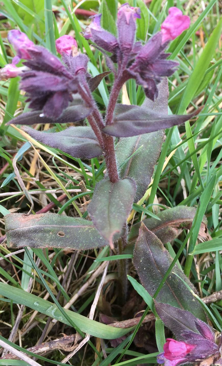 Annexe inconnue light 2.jpg