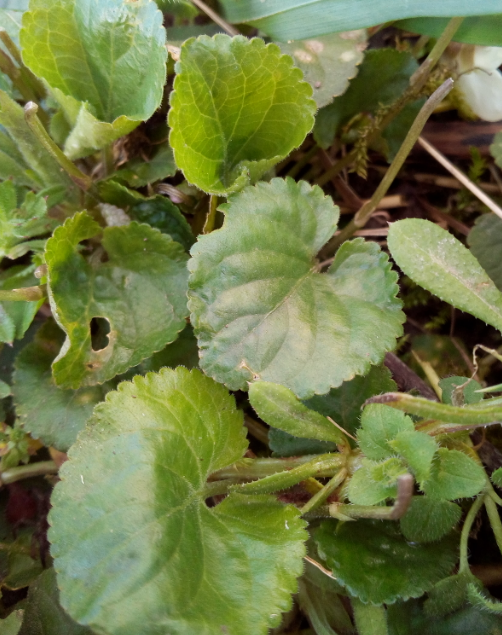 Annexe Violette blanche feuille.PNG