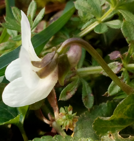 Annexe Violette blanche fleur vue de coté.PNG