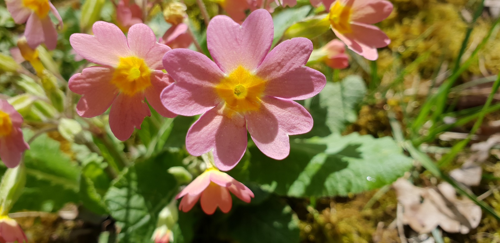 Annexe 20180404_143732.bis.jpg