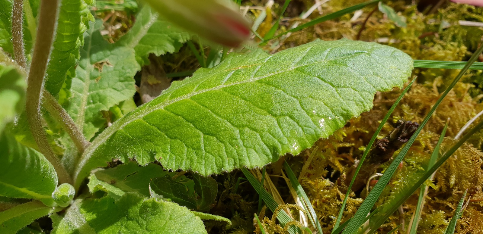 Annexe 20180404_143814.bis.jpg