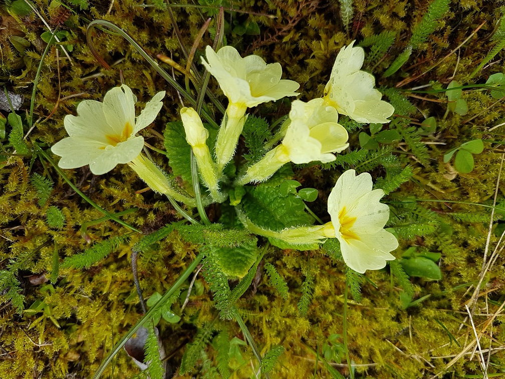 Annexe 20180401_122205.jpg