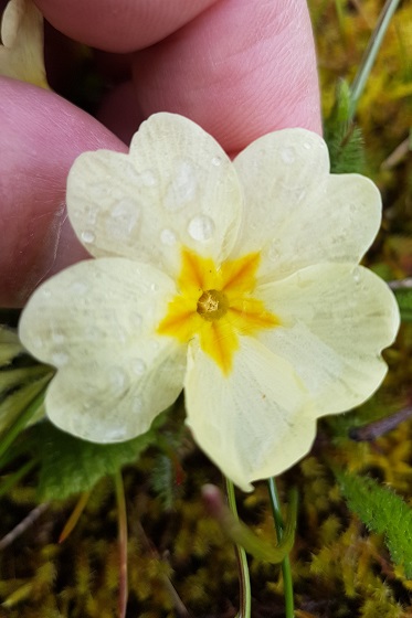 Annexe Primevère.jpg